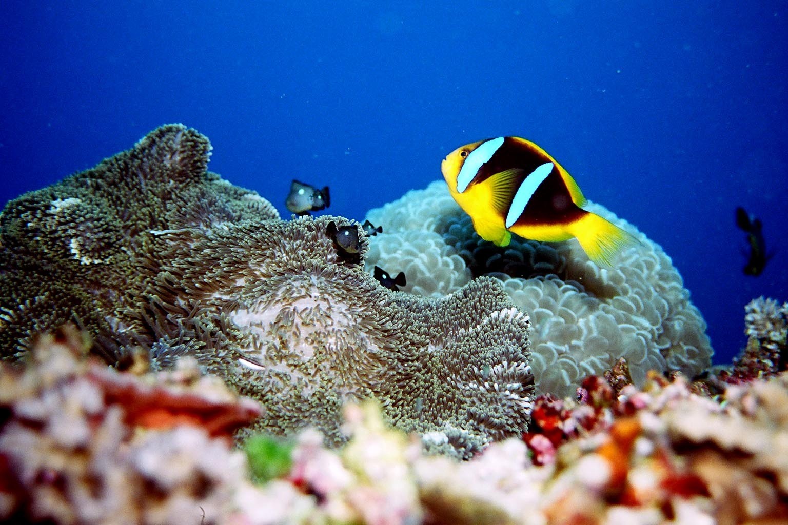Marine Life