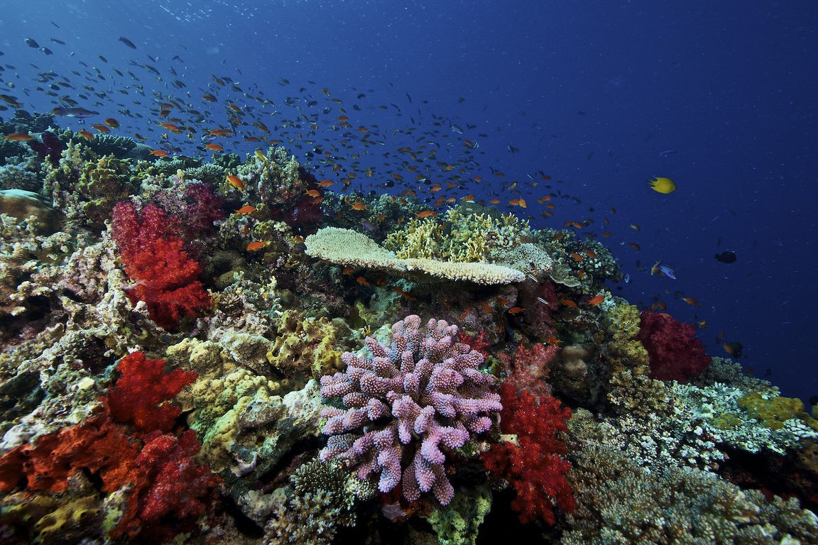 Vibrant Coral Reefs