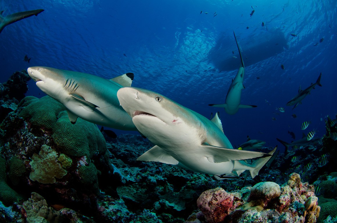 Reef Shark