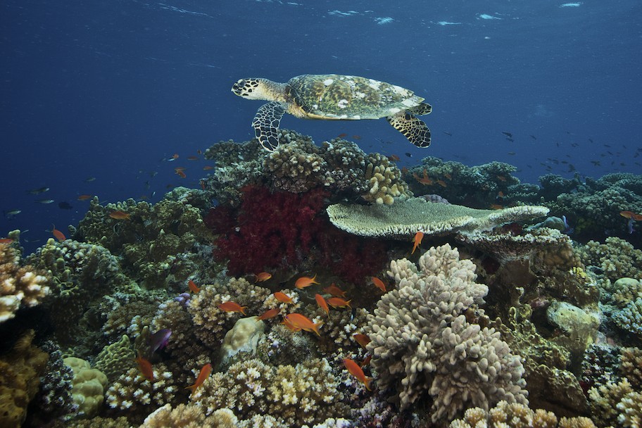 Sea Turtle