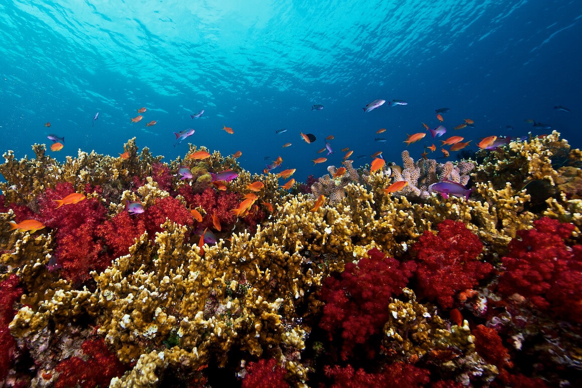 Fiji activities - Beqa Lagoon Resort