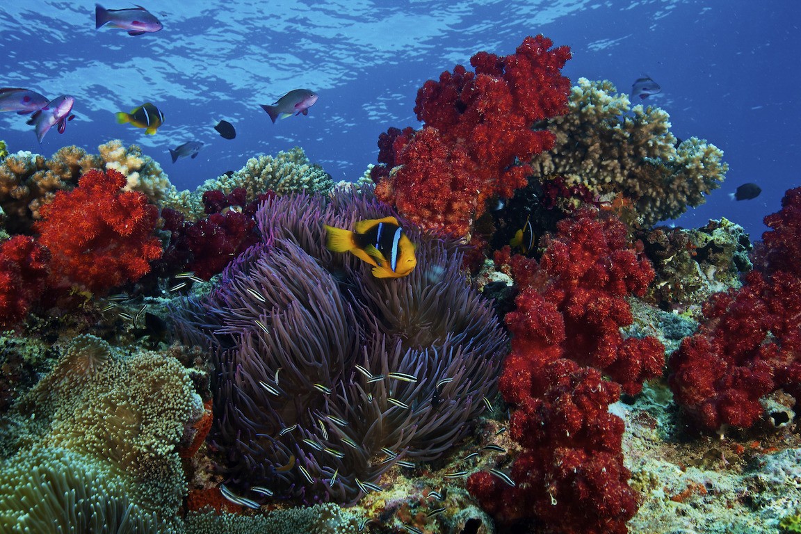 Coral Gardens