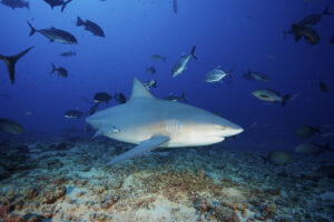 shark diving