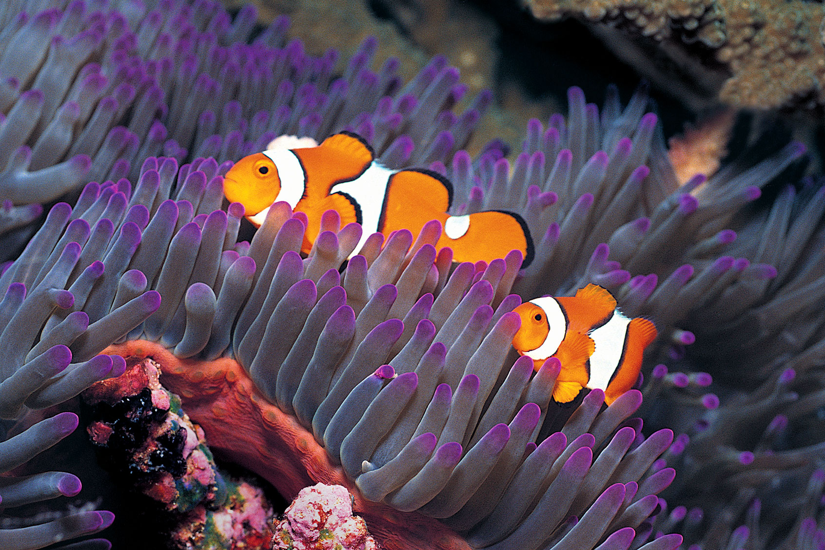 Clownfish