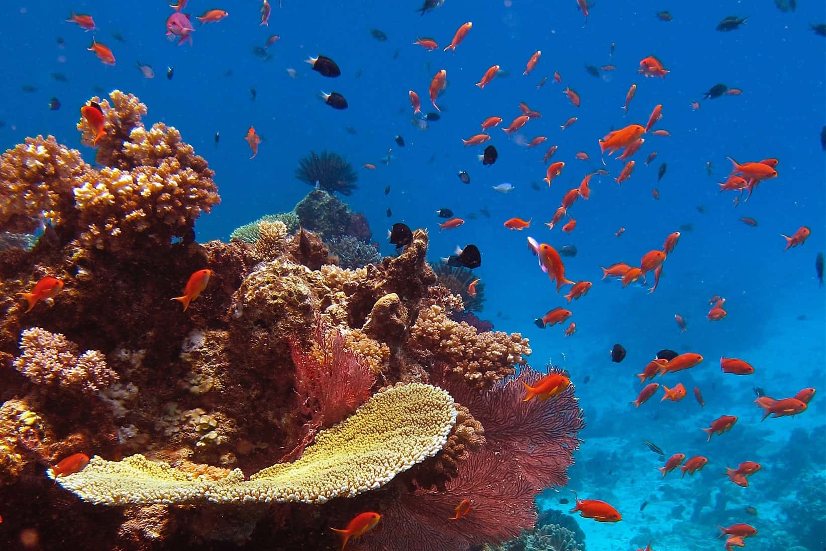 Coral Reef