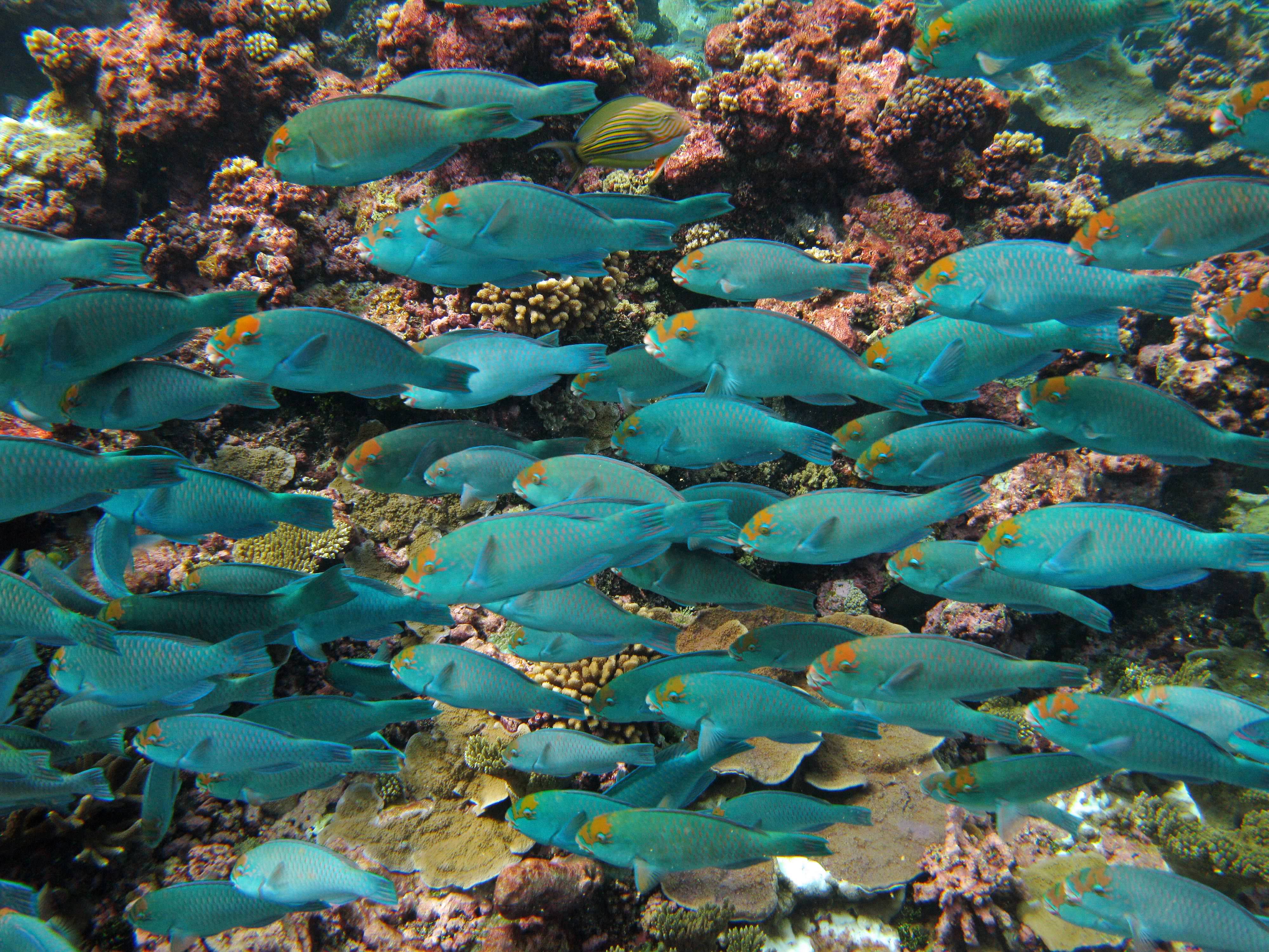 Parrotfish