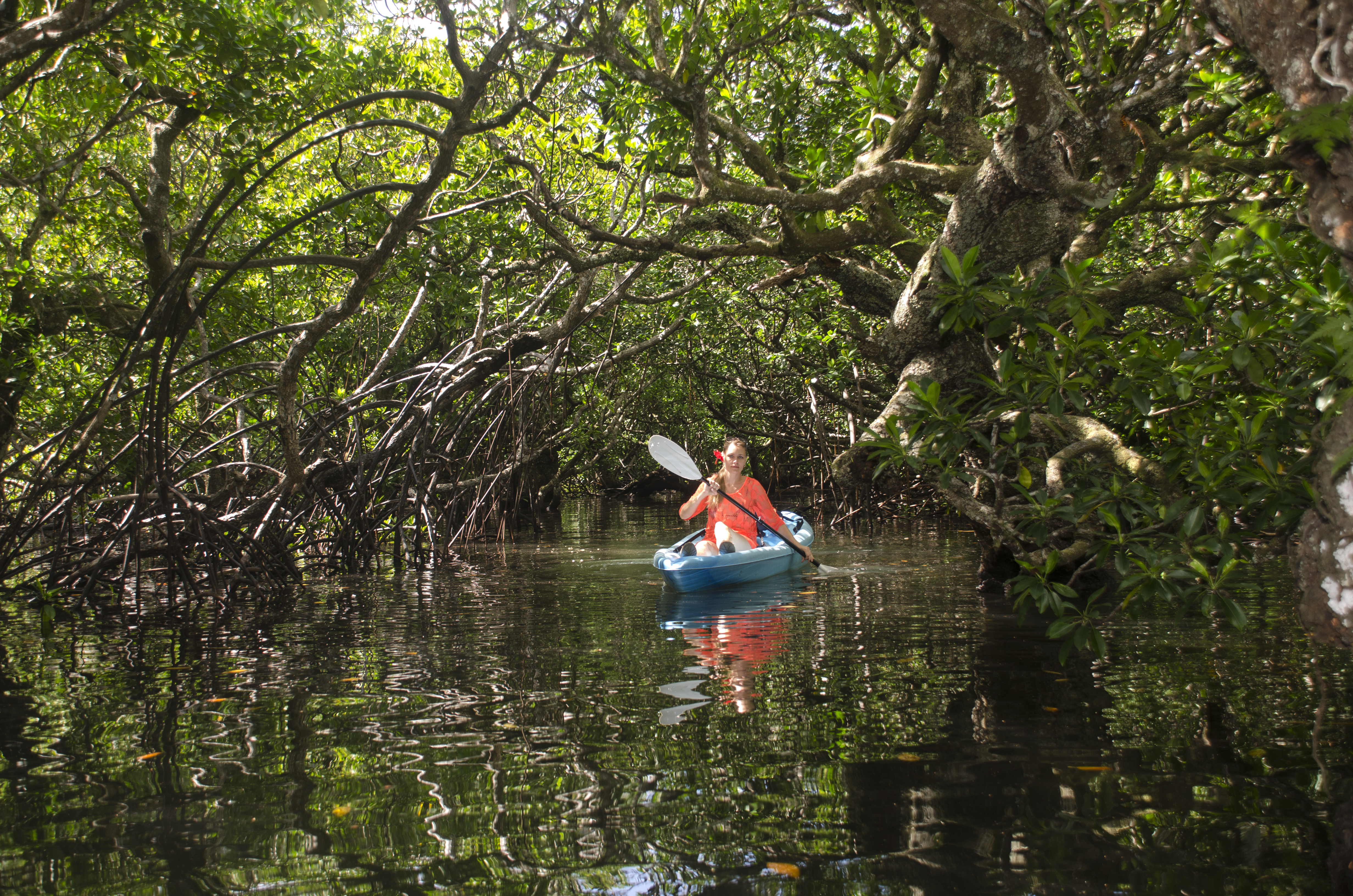 Mangrove Kayaking
