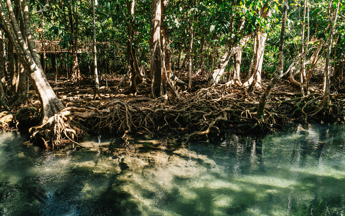 Kayaking through Beqa mangroves