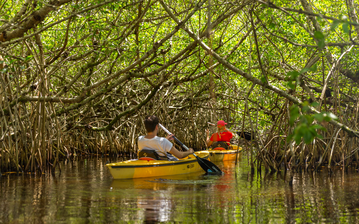 Mangrove roots and wildlife