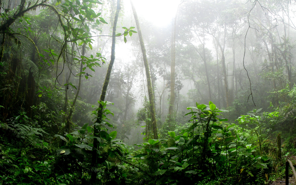 Ancient rainforest